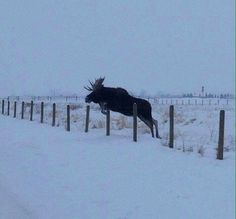 a moose jumping over a fence in the snow