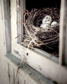 a bird's nest sitting on top of a window sill