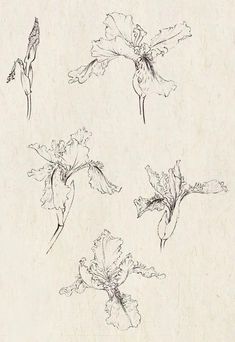 four flowers are drawn in black and white