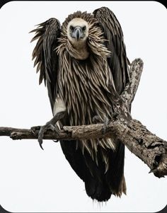 a large bird sitting on top of a tree branch with its wings spread wide open