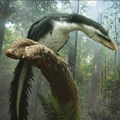 a large bird perched on top of a tree branch in a forest filled with trees