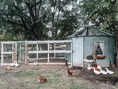 chickens are walking around in the yard near an old shed and chicken rundowns