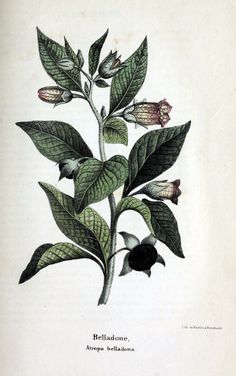 Description des plantes veÃŒ neÃŒ neuses du canton de Neuchatel aÃŒâ‚¬ l'usage des eÃŒ coles et des gens de la campagne. Neuchatel :impr. de Henri Wolfrath,1845-1846. |Neuchatel Plants Switzerland |botany Engraving Tattoo, Botanical Drawing, Vintage Illustrations, Charles Darwin, Ink Ideas, Victorian Art, Botanical Drawings, Vintage Botanical