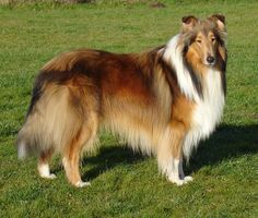 a brown and white dog standing on top of a lush green field