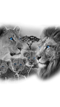 the lion family has blue eyes and is surrounded by other lions in black and white