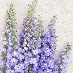 purple flowers are growing in the sand