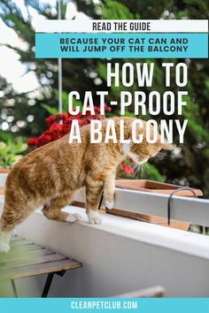 an orange and white cat standing on top of a window sill with text overlay reading how to proproof a balcony