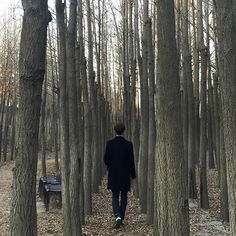 a man in a suit walking through a forest filled with lots of tall, thin trees