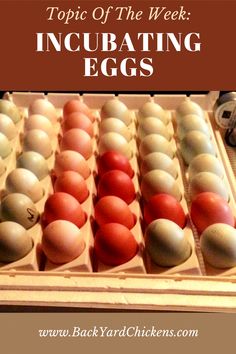 an egg carton with eggs in it and the words topic of the week incubating eggs