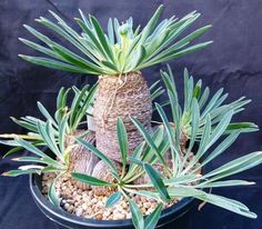 a potted plant with green leaves and rocks