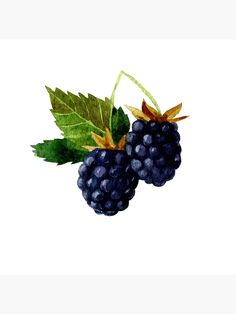 two blackberries with green leaves on a white background