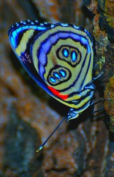 a blue and yellow butterfly sitting on top of a rock