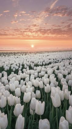 a field full of white tulips with the sun setting in the distance behind them