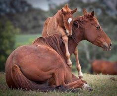 two brown horses sitting on top of each other