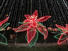 christmas lights are lit up in the shape of poinsettis