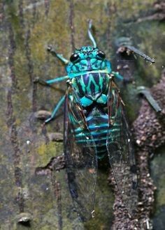 a blue and black insect sitting on top of a tree