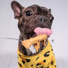 a small dog wearing a yellow leopard print shirt and holding a spoon in it's mouth