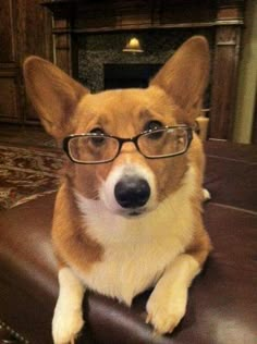 a corgi dog wearing glasses sitting on a leather chair in front of a fireplace