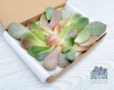 small succulents in a cardboard box on a table