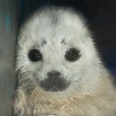 a close up of a baby seal in a cage