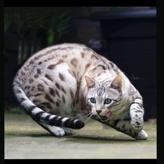 a white and black cat is running on the ground