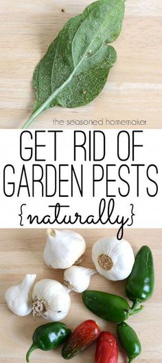 green and red peppers on a cutting board with the words get rid of garden pests naturally