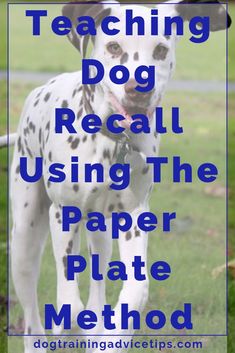 a dalmatian dog with the words teaching dog recall using the paper plate method