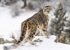 a snow leopard standing on top of a snowy hill