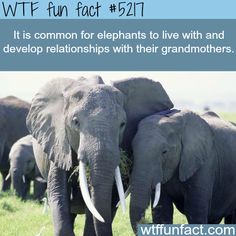 Elephants develop relationships with their grandmothers - WTF awesome & fun facts Elephant Facts, Animal Facts, Baby Elephant, Funny Facts, Spirit Animal, Animals Friends, Beautiful Creatures