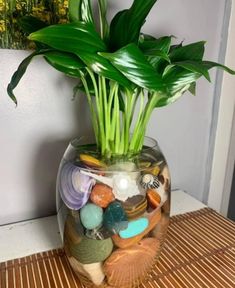 Water Plants Indoor, Plants Grown In Water, Plant Care Houseplant, Inside Plants, Bedroom Crafts, Growing Plants Indoors, Owl Crafts