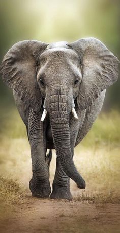 an elephant with tusks walking down a dirt road in front of the camera