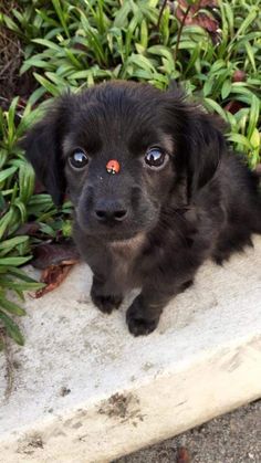 a small black dog sitting on top of a cement slab next to bushes and plants