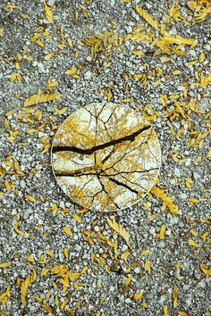 a broken mirror sitting on the ground with yellow leaves around it's edges and trees in the background