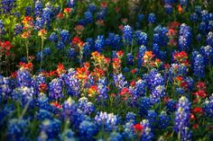 colorful wildflowers are growing in the field