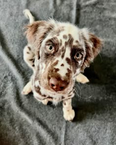 a brown and white dog sitting on top of a bed next to a pillow with its eyes wide open