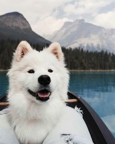 a white dog sitting in the back of a boat on top of a body of water