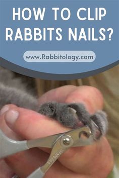 a person holding a pair of scissors in their hand with the text how to clip rabbits nails?