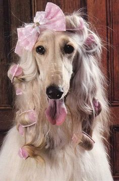 a white dog with long hair wearing a pink bow