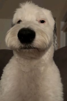 a white dog sitting on top of a couch next to a wall and looking at the camera