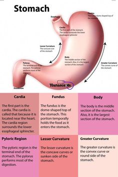 the stomach and its functions are labeled in this diagram, which shows what it looks like