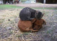 a cat is laying on top of a dog's head in the grass with it's eyes closed