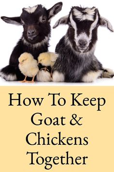 two goats sitting next to each other with the words how to keep goat and chickens together