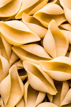 closeup of pasta shells with no one in it