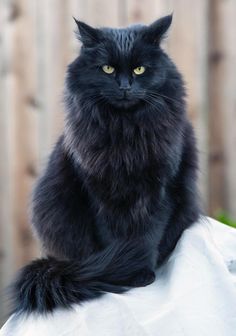 a black cat sitting on top of a white sheet