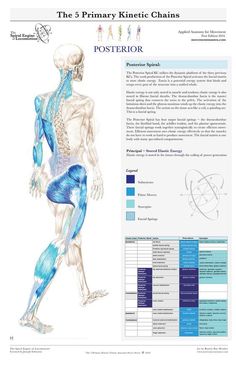 "La ciencia que da vida a los años..." Estudiantes de fisioterapia... ¡éste es vuestro sitio! :) Sports Therapy, Yoga Anatomy, Muscle Anatomy, Sports Massage, Medical Anatomy, The Spiral, Muscle Body, Music A