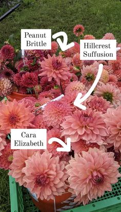 pink flowers are labeled in the center of an arrangement on a green crate with white arrows pointing to them