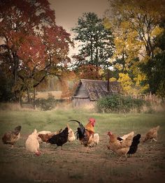 a group of chickens standing on top of a grass covered field