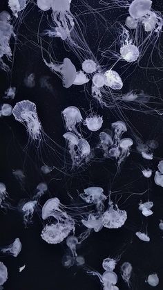 many jellyfish are floating in the water together