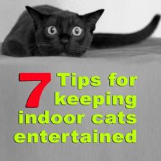 a black cat laying on top of a bed with the words 7 tips for keeping indoor cats entertained