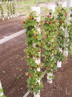 several plants are growing in white plastic tubes on the side of a road with dirt and grass